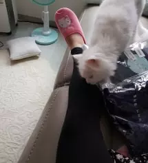 키작맘이라 걱정했는데 키작은용으로 나온거라 다행리 잘맞아요 ㅎㅎ편하고 배부분도 따