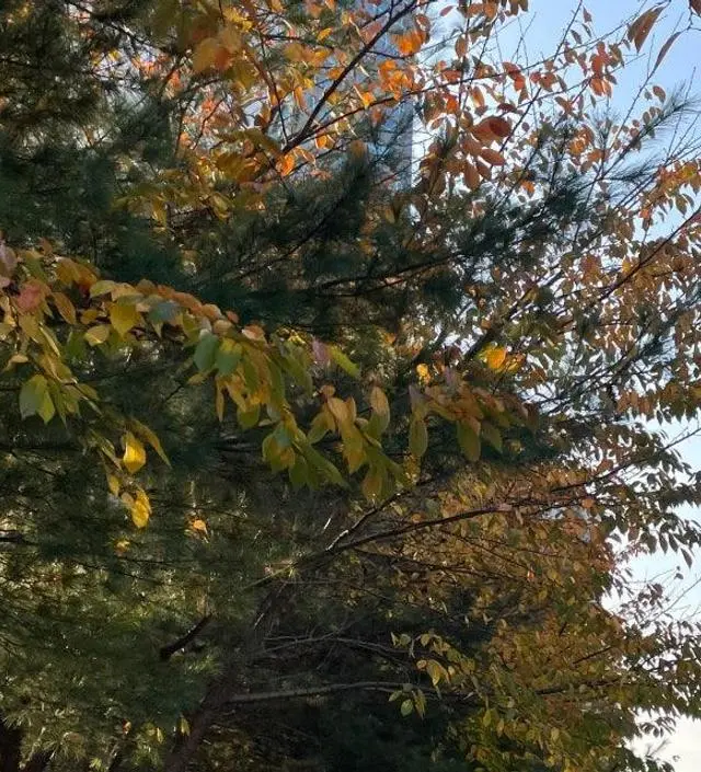 네이버페이에서 작성된 후기입니다.
